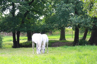 Horses